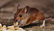 24 Hour & Emergency Exterminators in Ft Caswell, NC